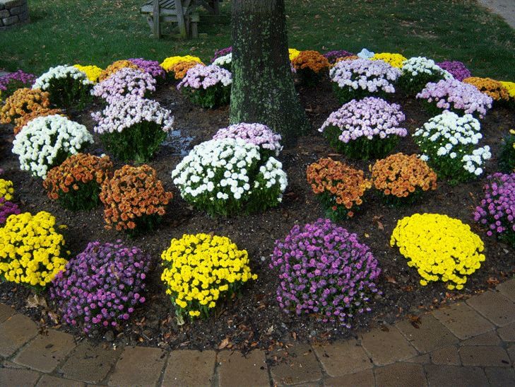 Fall Landscaping Flowers